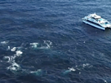 Редчайшее скопление китов у берегов Австралии: видео