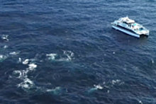 Редчайшее скопление китов у берегов Австралии: видео