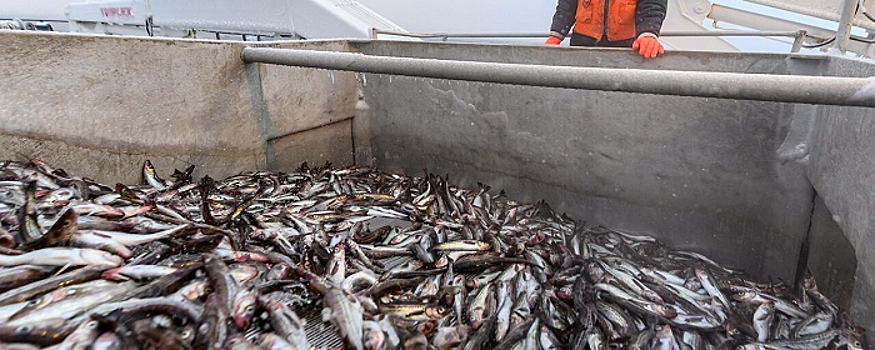 Япония потребовала от РФ снять «несправедливое» ограничение на импорт рыбы