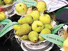 В Екатеринбурге открылся «Агрофорум-2017»