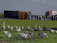 Названа причина ДТП с микроавтобусом в Ставропольском крае