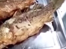 Жареная рыба «ожила» на тарелке в китайском ресторане: видео