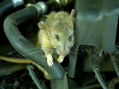 Грызуны массово портят электропроводку легковушек Toyota