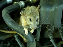 Грызуны массово портят электропроводку легковушек Toyota