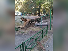 В центре Ростова на детскую площадку упало дерево
