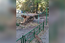 В центре Ростова на детскую площадку упало дерево