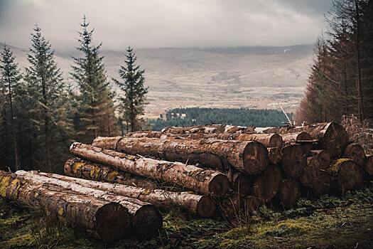 Сибирские ученые выявили наиболее перспективные товары отечественного лесного хозяйства