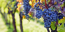Фермеры заканчивают убирать урожай винограда в Грузии