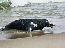 На Куршской косе на берег моря выбросило мёртвого тюленя