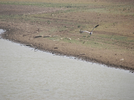 Экологи зафиксировали первые перелеты серых журавлей над Эльтоном