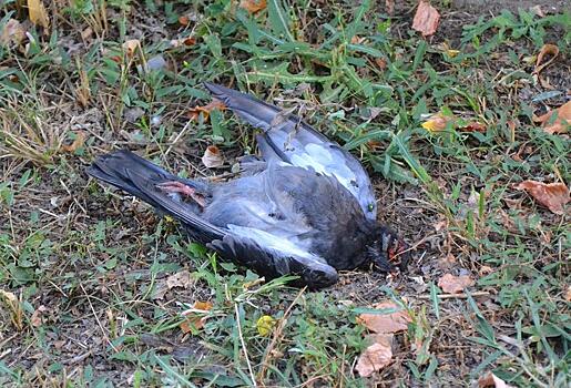 Горожане: в Саратове массово гибнут голуби