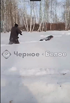 Стреляли по глазам и гоняли по сугробам: в Нагайбакском районе два живодера издевались над собакой
