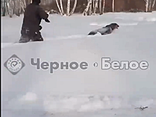 Стреляли по глазам и гоняли по сугробам: в Нагайбакском районе два живодера издевались над собакой