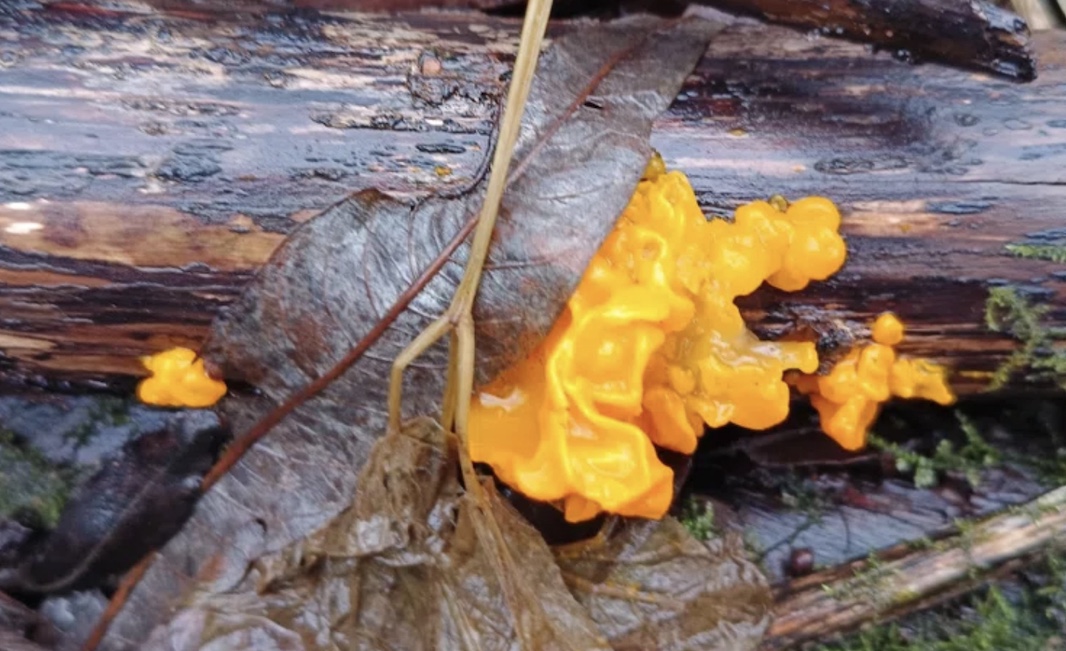 V permskem Parku slavčkov našli nenavadno gobo, ki spominja na meteorit