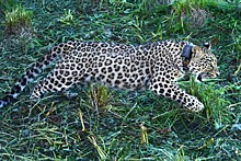В Кавказском заповеднике выпустили в дикую природу самку переднеазиатского леопарда