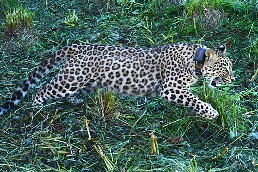 В Кавказском заповеднике выпустили в дикую природу самку переднеазиатского леопарда