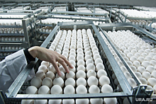 Тюменские власти оценили вероятность дефицита яиц из-за эпидемии