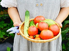 Жители Ростовской области могут стать агроволонтерами и принять участие в конкурсе