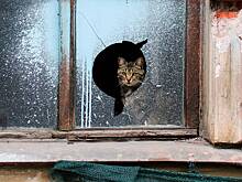 Детские соревнования по охоте на кошек отменили из-за волны возмущения