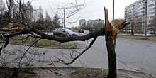 Все поваленные ураганом деревья убрали