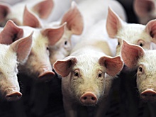 В Краснодарском крае появится крупный свиноводческий комплекс