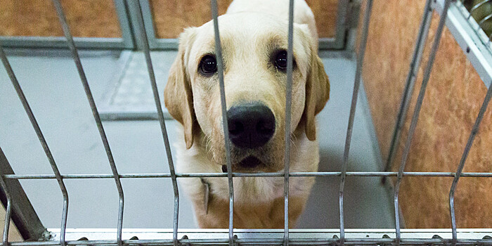 В Мьянме с собачьим бешенством начали бороться буддийскими мантрами