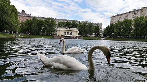 Лебедей с Патриарших прудов отправили на зимовку в питомник Подмосковья