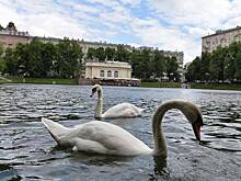 Лебедей с Патриарших прудов отправили на зимовку в питомник Подмосковья