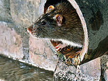 Крыса в унитазе напугала россиянку среди ночи