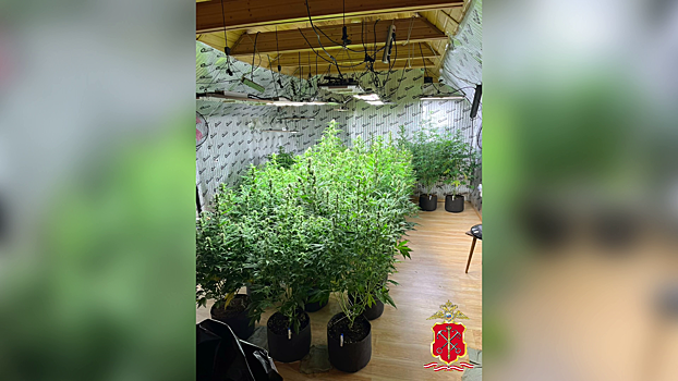 В Ленобласти полицейские обнаружили в домовладении 50-летнего местного жителя наркоферму с коноплей