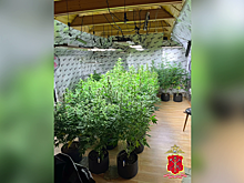 В Ленобласти полицейские обнаружили в домовладении 50-летнего местного жителя наркоферму с коноплей