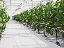 В Подмосковье началось строительство крупного тепличного комплекса