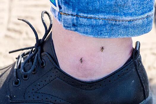 Минздрав предупредил новосибирцев об опасности комаров и мошек