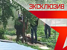 Следователи выносят тело из дома «кратовского стрелка»: видео