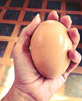 Фермер обнаружил в курятнике гигантское яйцо