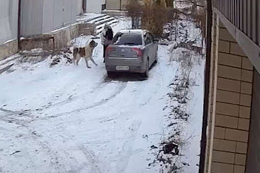 Mash Gor: в Черкесске нападение алабая на женщину попало на видео