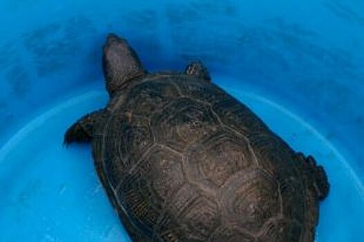 В Нижнекамском районе обнаружили вид черепахи, который считался вымершим