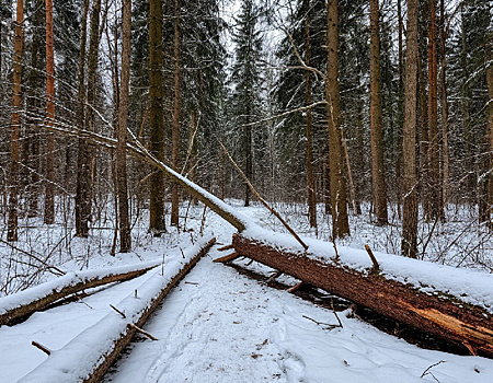 В Селемджинском округе золотодобывающее предприятие незаконно установило шлагбаум и КПП