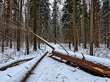 В Селемджинском округе золотодобывающее предприятие незаконно установило шлагбаум и КПП
