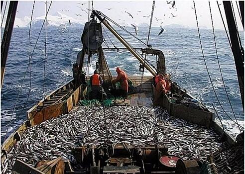 Приморские рыбаки выловили почти 10 тысяч тонн иваси