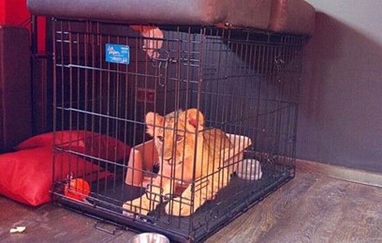 В Подмосковье нашли клетку с взрослым львом