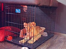 В Подмосковье нашли клетку с взрослым львом