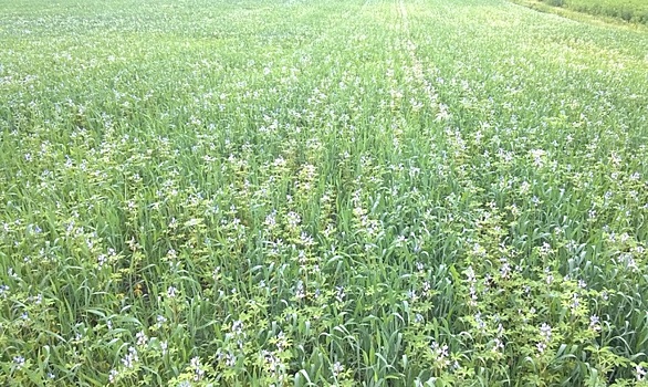 Бинарные посевы: проверено на практике