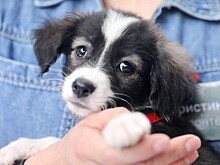 Иван Затевахин рассказал, каких домашних животных следует заводить россиянам