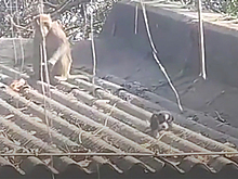 Обезьяна усыновила щенка