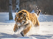 Амурский тигр задавил ещё одну лошадь в Приморье - соцсети