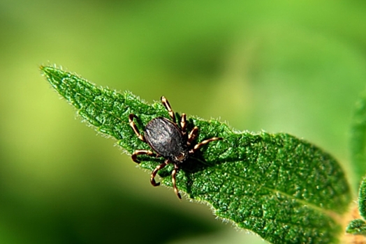 Клещи покусали 30 тысяч россиян