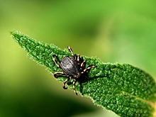 Клещи покусали 30 тысяч россиян