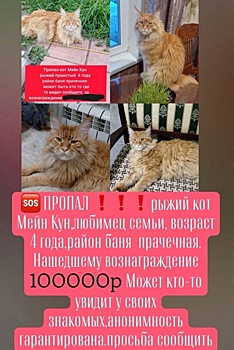 Кузбассовец объявил награду 100 тысяч рублей за пропавшего кота