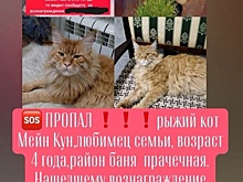 Кузбассовец объявил награду 100 тысяч рублей за пропавшего кота